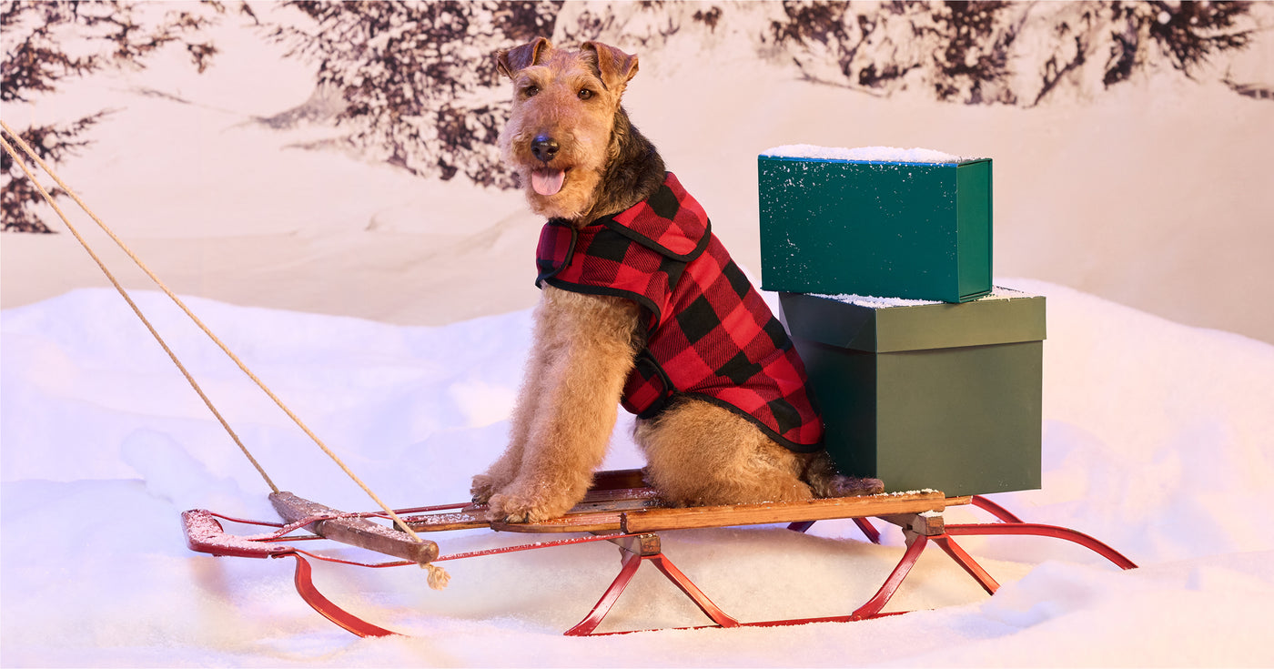 Active Impressions' 2025 Holiday Gift Guide has something for everyone, even beloved pets!